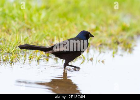 Ein männliches Grüngrabsen, Quiscalus quiscula, das durch ein überflutetes Grasgebiet in einem Feuchtgebiet in Zentral-Alberta Kanada zieht. Stockfoto