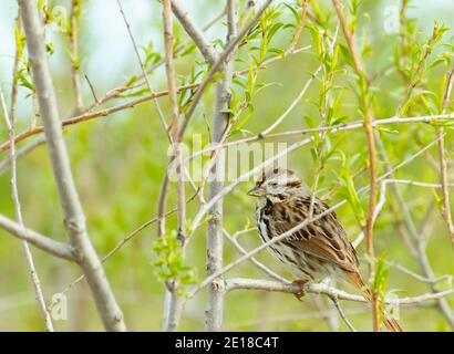 Ein Singsperling, Melospiza melodia, thront in einem Busch mit neu auftauchenden Laub im Zentrum von Alberta, Kanada. Stockfoto