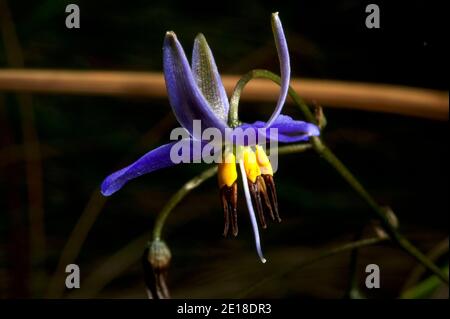 Flachslillies (Dianella revoluta) sind in australischen Wäldern verbreitet - ihre leuchtend blauen Blüten und gelben Staubgefäße, die im Wind schwanken, sind eine Freude. Stockfoto