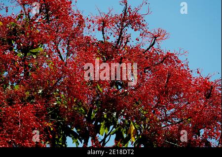 Ein Garten hinter meinem Haus hat diesen Illawarra Flame Baum (Brachychiton Acerifolius) - weit entfernt von seiner natürlichen subtropischen Umgebung. Stockfoto