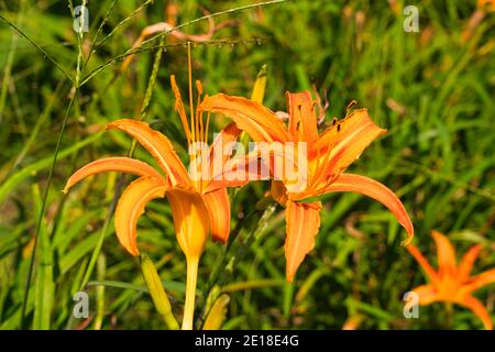 Hemerocallis fulva ist eine schöne Pflanze in Blüte. Gewöhnliche Tageslilie. Fulvous Tageslilie, Orange Tageslilie, Tageslilie, Lilie, Orange Tageslilie, Tawny Tageslilie. Stockfoto