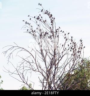 Eine Schar von Staren auf einem trockenen Baum gegen den Himmel. Stockfoto