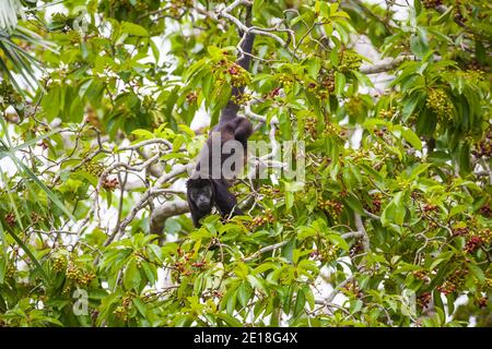 Die Tierwelt Panamas mit einem bedeckten Howler Monkey, Alouatta palliata, im Regenwald des Soberania-Nationalparks, Republik Panama. Stockfoto