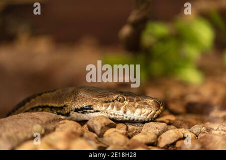 Nahaufnahme einer Nördlichen Teppich-Python Stockfoto