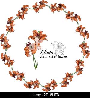 Blumenkränze aus den Blütenknospen der Lilie. Orange Lilie. Lily. Stock Vektor