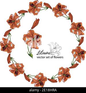 Blumenkränze aus den Blütenknospen der Lilie. Orange Lilie. Lily. Stock Vektor