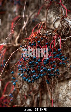 Virginia Creeper (Parthenocissus quinquefolia) - blaue Beeren wachsen auf roten Stielen Stockfoto