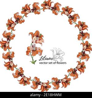 Blumenkränze aus den Blütenknospen der Lilie. Orange Lilie. Lily. Stock Vektor