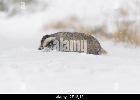 Dachs, Meles meles, im Winter Stockfoto