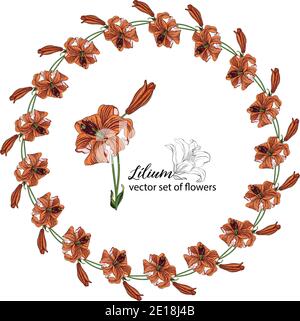 Blumenkränze aus den Blütenknospen der Lilie. Orange Lilie. Lily. Stock Vektor