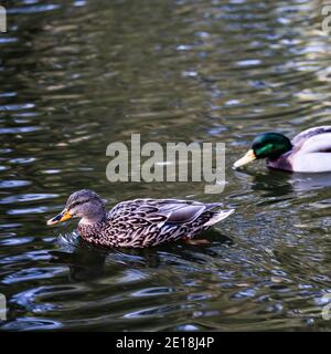 San Francisco Golden Gate Park Stockfoto