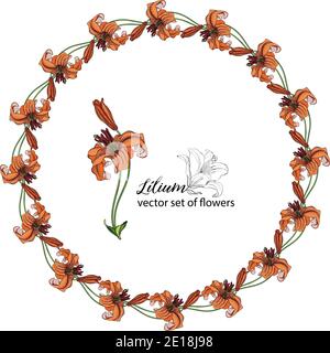 Blumenkränze aus den Blütenknospen der Lilie. Orange Lilie. Lily. Stock Vektor