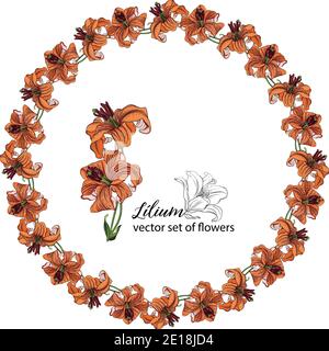 Blumenkränze aus den Blütenknospen der Lilie. Orange Lilie. Lily. Stock Vektor