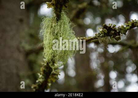 Parasitenpflanze, die auf Ästen von Bäumen wächst Stockfoto