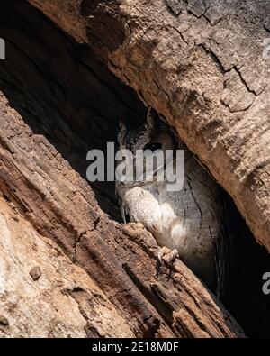 Eine schöne indische Scopus Owl (Otus bakkamoena), die in der Höhle eines toten Baumes in den Wäldern des Ranthambore Tiger Reserve in Rajasthan, Stockfoto