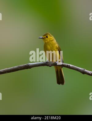 Ein schöner gelber Bulbul (Acritillas indica), der auf einem Ast in freier Wildbahn thront. Stockfoto