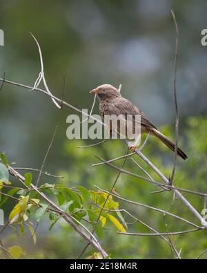 Ein Gelbschnabel-Babbler (Turdoides affinis), auf einem Zweig in der Wildnis thront. Stockfoto