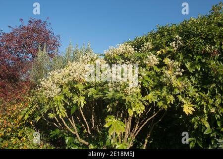 Herbst Weiße Blumen und Blätter eines japanischen Aralia oder Rizinusölwerk (Fatsia japonica) Mit einem hellen blauen Himmel Hintergrund wächst in einem Garten Stockfoto