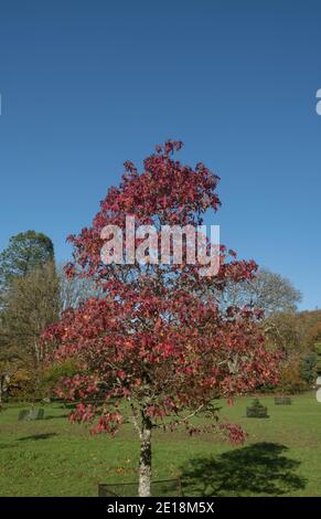 Leuchtend rote Herbstblätter auf einem amerikanischen Sweetgum-Baum (Liquidambar styraciflua), der im Garten in Rural Devon, England, Großbritannien wächst Stockfoto