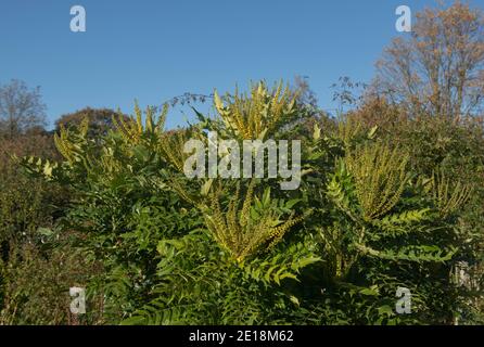 Leuchtend gelbe Winterblumen auf dem Hybrid Oregon Traubenstrauch (Mahonia x Media „Buckland“) Mit einem hellen blauen Himmel Hintergrund in einem Garten oder Parken Stockfoto