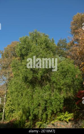 Herbstlaub des chilenischen Evergreen Mayten oder Maiten Tree (Maytenus boaria) wächst in einem Waldgarten in Rural Devon, England, Großbritannien Stockfoto