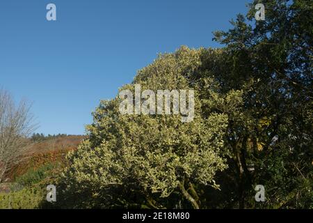 Herbstblatt des Evergreen Variegated Holly Olive Strauch (Osmanthus heterophyllus 'variegatus') wächst in einem Garten in Rural Devon, England, Großbritannien Stockfoto