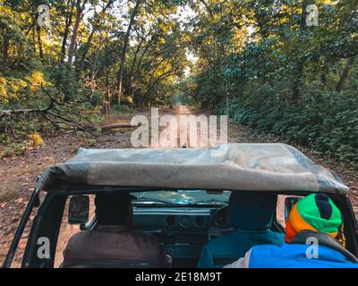 Eine Safari am frühen Morgen im Jim Corbett National Park im nordöstlichen Bundesstaat Uttarakhand in Indien. Stockfoto