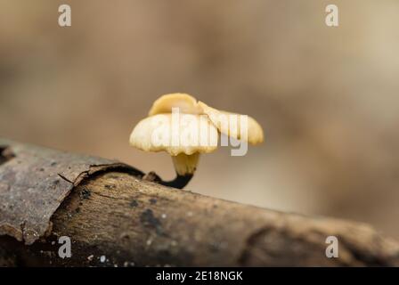 Schwarzfuß-Polypore (Polyporus leptocephalus) Stockfoto