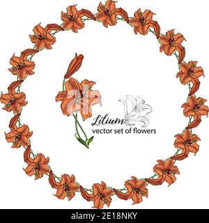 Blumenkränze aus den Blütenknospen der Lilie. Orange Lilie. Lily. Stock Vektor