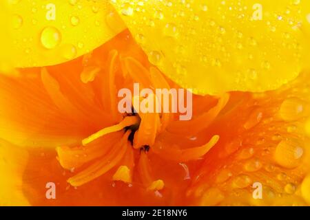 California orange Mohnblume extreme Makro mit Wassertropfen. Blütenblätter und Staubgefäße im Inneren des Blütenkopfes. Stockfoto