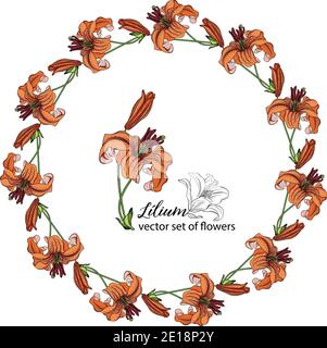 Blumenkränze aus den Blütenknospen der Lilie. Orange Lilie. Lily. Stock Vektor