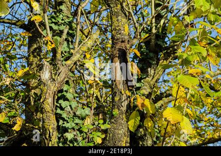 Nahaufnahme der verwitterten Stämme und vergilbten Blätter einer ländlichen Hecke in der Herbstsonne. Stockfoto