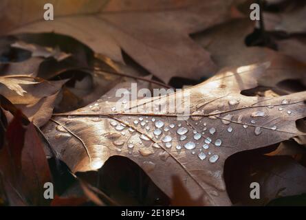 gefallene Herbstlaub mit Wassertropfen Stockfoto