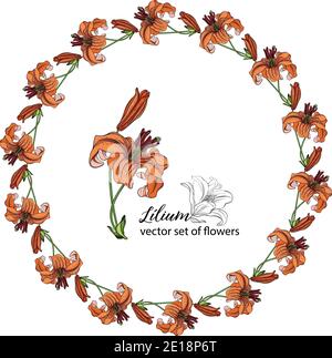 Blumenkränze aus den Blütenknospen der Lilie. Orange Lilie. Lily. Stock Vektor
