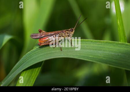 Die rote Heuschrecke (Omocestus haemorrhoidalis) ist eine Heuschrecke aus der Familie der Feldheuschrecken (Acrididae). Dieses Männchen geht auf einem Blatt. Stockfoto