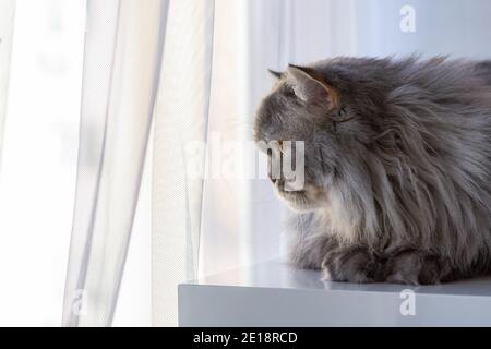 Die flauschige schottische Katze schaut aus dem Fenster. Ein Haustier Kätzchen sitzt auf einem weißen Tisch und schaut aufmerksam zu. Orangefarbene Augen und ein langer Schnurrbart. Ein ernster Gedanke Stockfoto