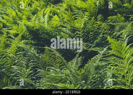 Dickicht Farn. Grüne Blattabdeckung im Regenwald. Landschaftlich natürliche Textur von Farnblättern. Stockfoto