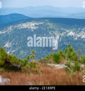 Allein junger Baum auf felsigen Grat. Pinien am Hang mit Bergen am Horizont Stockfoto