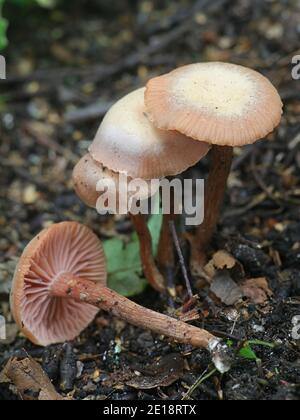 Laccaria laccata, bekannt als der Betrüger oder wachsartige Laccaria, Wildpilz aus Finnland Stockfoto