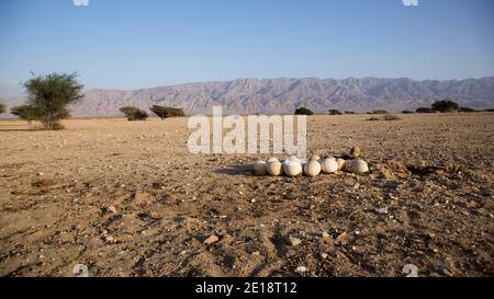 Eier in einem Nest eines Straußes (Struthio camelus) auf dem Boden. Die Eier sind im Vordergrund zu sehen. Fotografiert in der Hai Bar Reintroductio Stockfoto