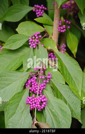 Callicarpa bodinieri 'Imperial Pearl' - Beautyberry 'Imperial Pearl' brillante lila Beeren im Herbst. Stockfoto