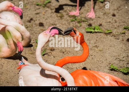 Zwei Flamingo Köpfe rosa und rot Farbe herzförmig. Flamingos Schnabel zu Schnabel Stockfoto