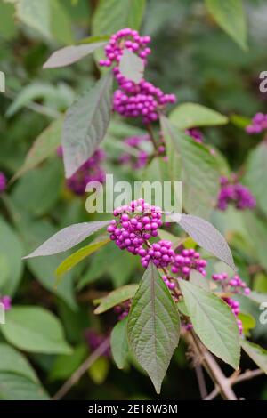 Callicarpa bodinieri 'Imperial Pearl' - Beautyberry 'Imperial Pearl' brillante lila Beeren im Herbst. Stockfoto