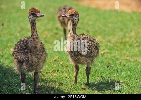 Jungtiere des Straußenblattes (Struthio camelus) Stockfoto