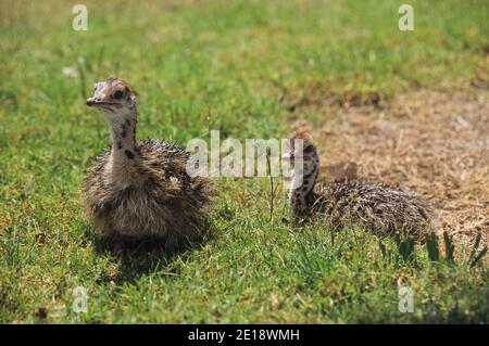 Jungtiere des Straußenblattes (Struthio camelus) Stockfoto