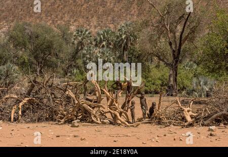 Himba-Kinder an einem Holzzaun in einem Dorf am Kunene-Fluss, Namibia Stockfoto