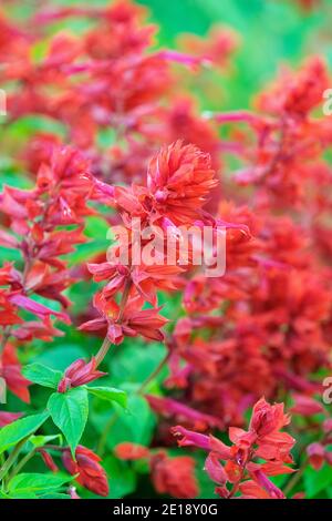 Salvia splendens 'Jimi's Good Red' Scharlach Salbei 'Jimi's Good Red' Stockfoto