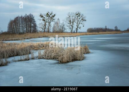 Gefrorener See mit trockenem Schilf, Bäume am Ufer Stockfoto