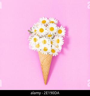 Gänseblümchen Blumen auf rosa lila Hintergrund. Florales flaches Lay mit Kamillenbukett Stockfoto