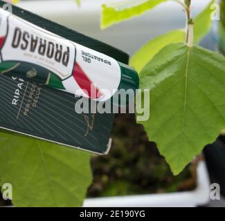 GOMEL, WEISSRUSSLAND - 5. JANUAR 2021: PRORASO Reparatur Gel. Proraso ist eine Marke für Körperpflege und Pflege, die dem italienischen Unternehmen Ludovico Martelli gehört. Stockfoto